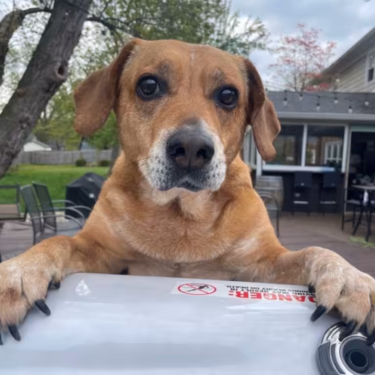 pet-Stacie