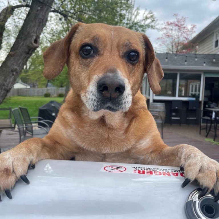 pet-Stacie